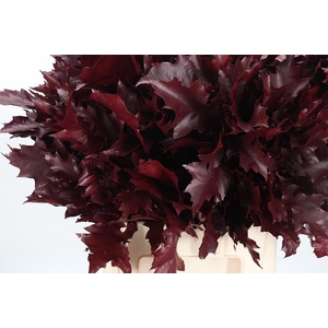 Eik Grof Bordeaux