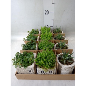 Arr.   Kamerplant Groen L%