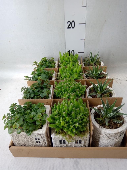 <h4>Arr. Kamerplant Groen L%</h4>