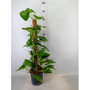 Epipremnum pinn.   ...moss stick