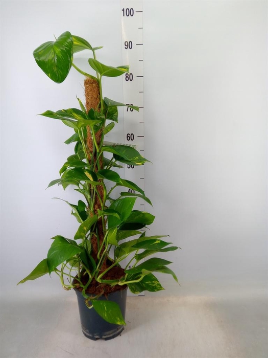 <h4>Epipremnum pinn.   ...moss stick</h4>