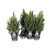 arr8 Picea Gl Conica