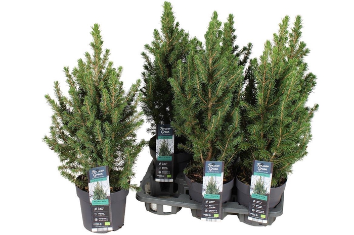 arr8 Picea Gl Conica
