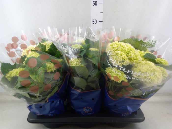 <h4>Hydrangea mac. 'Crystal Palace'</h4>