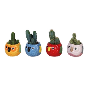 CACTUS MIX P6 L 67245