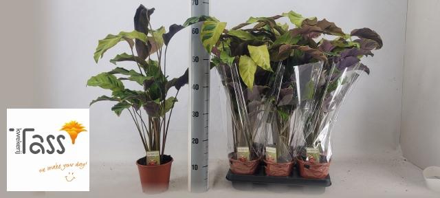 <h4>CALAT FUSION YELLOW</h4>