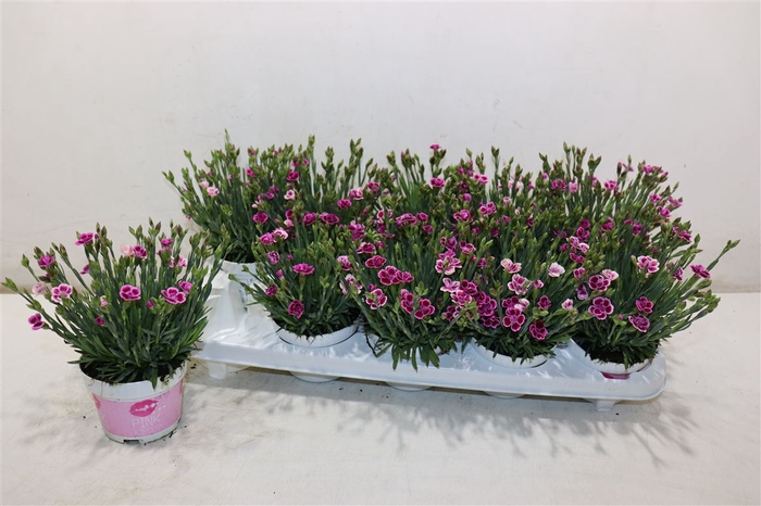 <h4>Dian Di Pink Kisses</h4>
