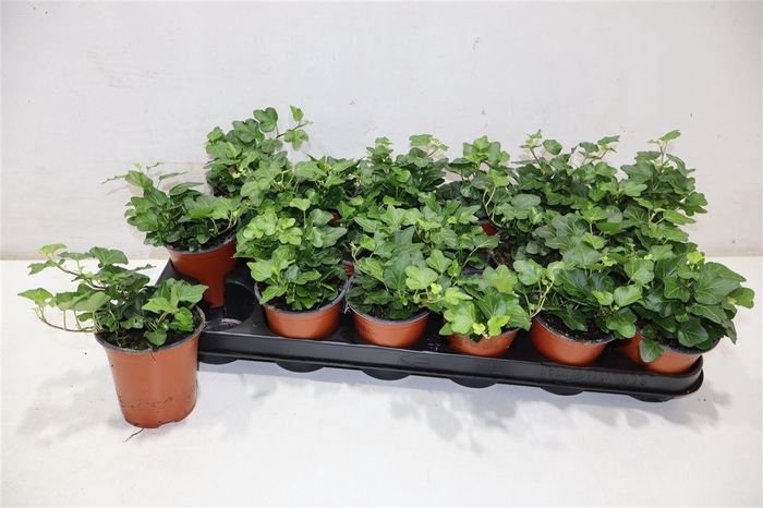 <h4>Hed He Wonder</h4>