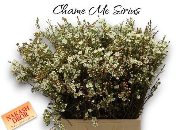 <h4>CHAME ME SIRIUS</h4>