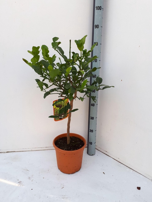 <h4>Citrus hystrix</h4>