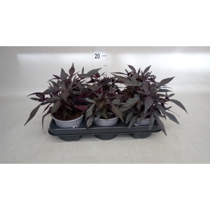 Ipomoea batatas 'Blackie'