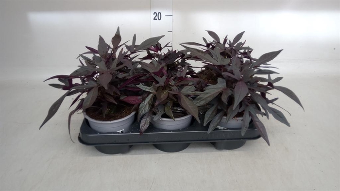 <h4>Ipomoea batatas 'Blackie'</h4>