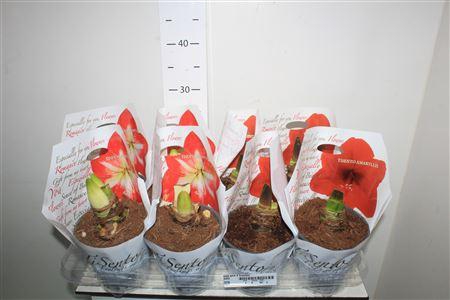 <h4>Hipp Gem 2 Branche</h4>