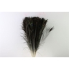 Feather Peacock Natural L60/70cm Pst