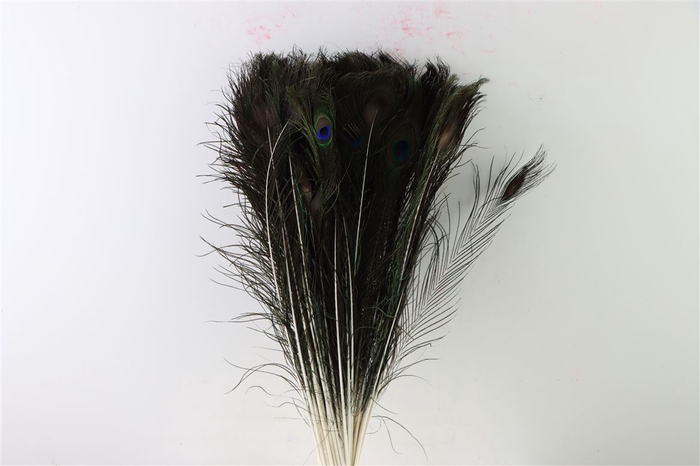 Feather Peacock Natural P Stem 60cm