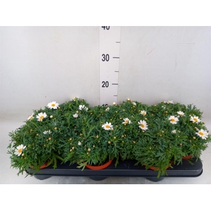 Argyranthemum  'La Rita White'