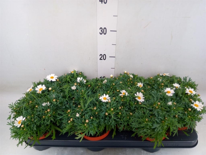 <h4>Argyranthemum  'La Rita White'</h4>