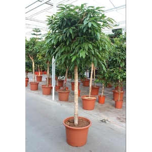 Ficus Bi Amstel King Stam