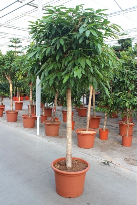 <h4>Ficus Bi Amstel King Stam</h4>