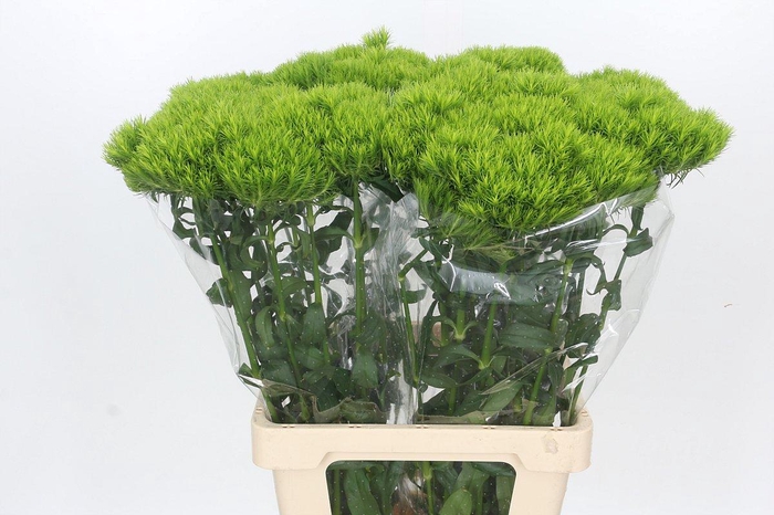 Dianthus Br Kiwi Mellow