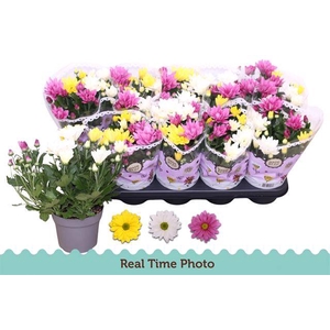 Chrysanthemum Indicum carnaval mix 12Ø 25cm 3pp