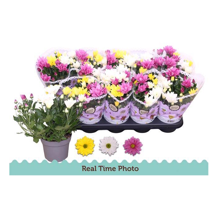 <h4>Chrysanthemum Indicum carnaval mix 12Ø 25cm 3pp</h4>