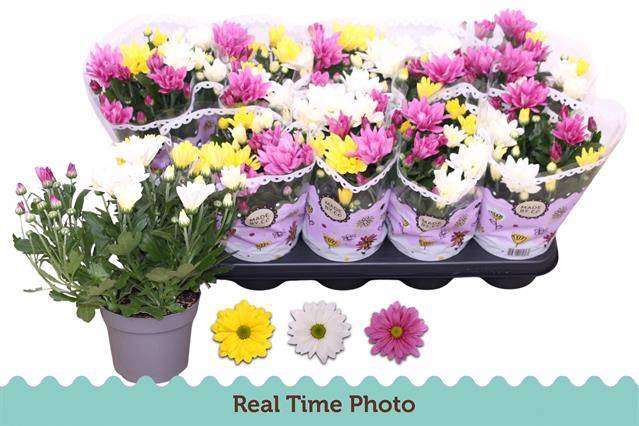 Chrysanthemum Indicum carnaval mix 12Ø 25cm 3pp