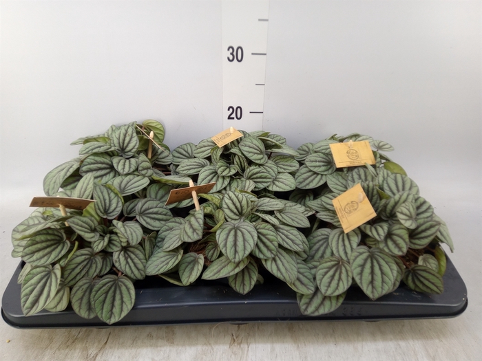 <h4>Peperomia</h4>