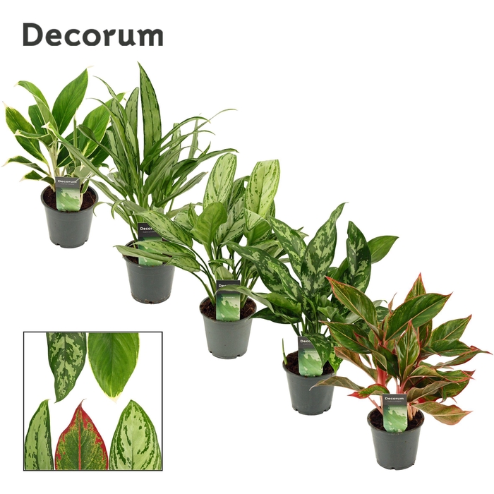 <h4>Aglaonema Mix P12</h4>