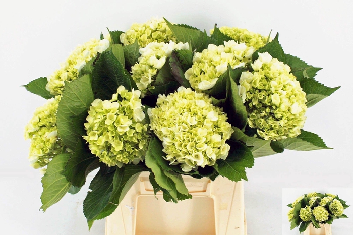 <h4>HYDR M LIMA</h4>