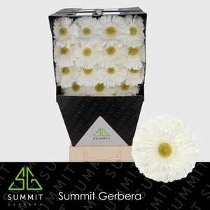 Gerbera Abe Diamond