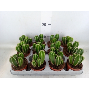 Cereus   ...