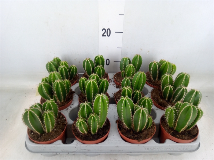 <h4>Cereus   ...</h4>