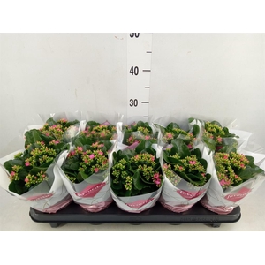 Kalanchoe blos. 'Favor Bella Rosa'