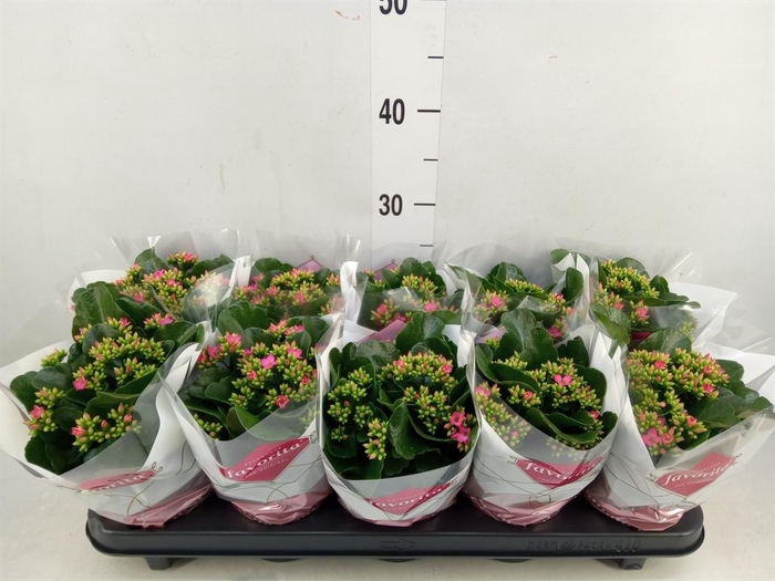 <h4>Kalanchoe blos. 'Favor Bella Rosa'</h4>