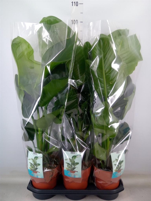 <h4>Strelitzia nicolai</h4>