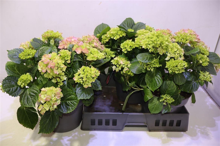 <h4>Hydr M Hi River</h4>