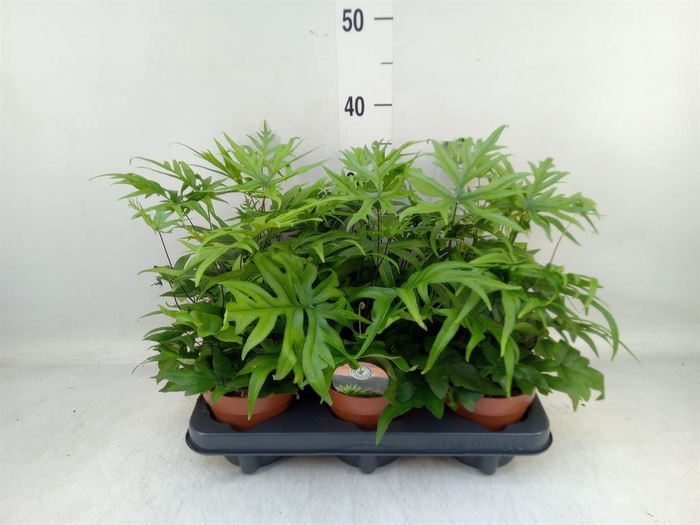 <h4>Doryopteris pedata</h4>