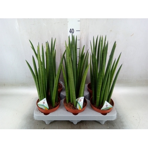 Sansevieria cyl.  ...