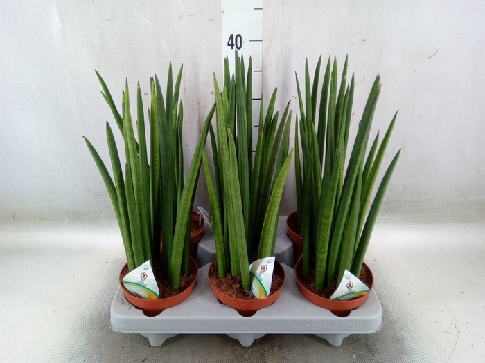 <h4>Sansevieria cyl.  ...</h4>