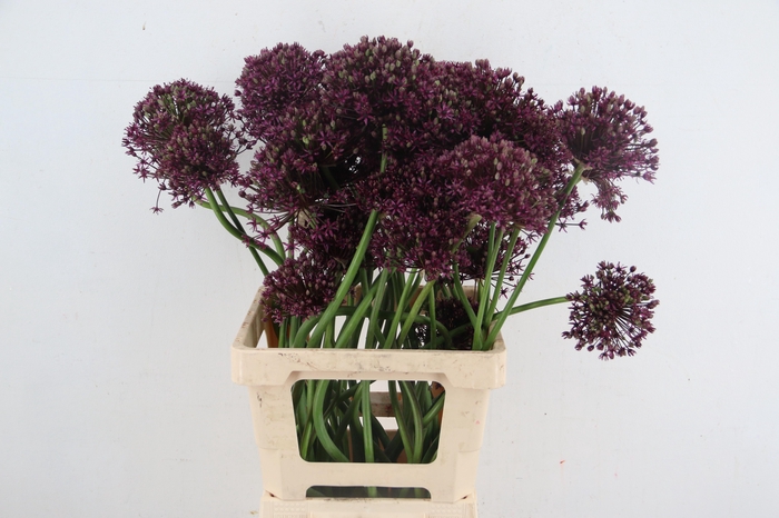 <h4>ALLIUM MIAMI ARTISTIEK</h4>