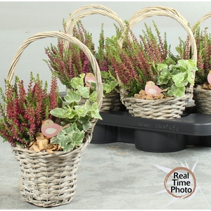 ARR TUINPLANTEN