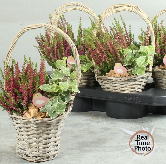 <h4>ARR TUINPLANTEN</h4>
