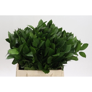 Ruscus Hypophyllum