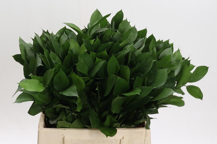 <h4>Ruscus Hypophyllum</h4>