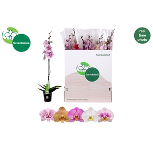 PHAL GEM