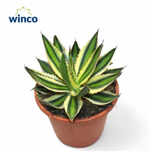 AGAVE OV