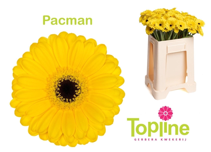 <h4>GE MI PACMAN</h4>