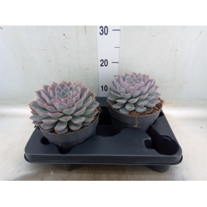 Echeveria  'Orion'