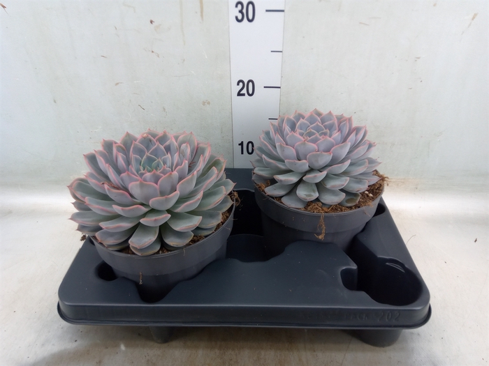 <h4>Echeveria  'Orion'</h4>